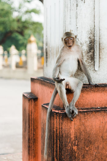 Monkey sitting against column