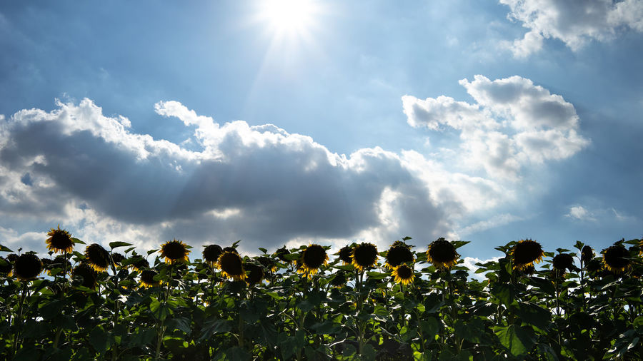 Scenic view of flowering plants against sky during sunny day