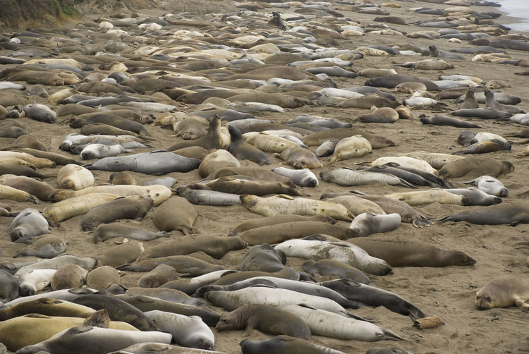 Large group of sea lions on beach