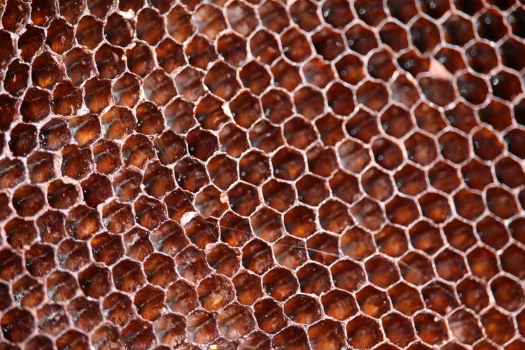 Macro shot of honey comb