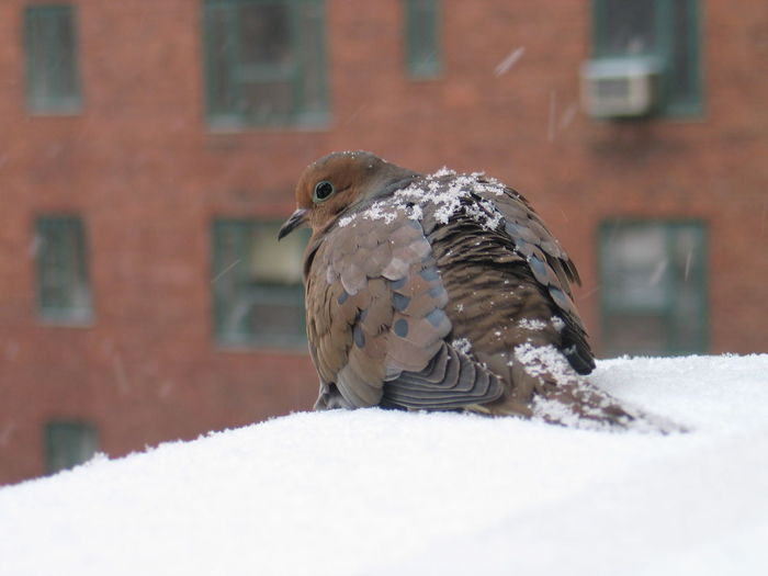Close-up of mourning dove perching on retaining wall during winter