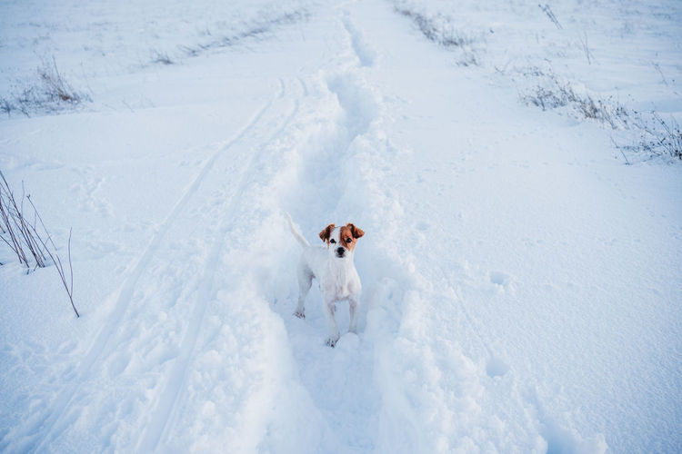 High angle view of dog on snow covered land
