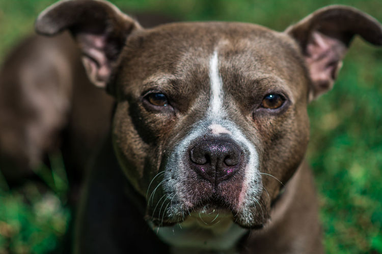 Close-up of boxer dog