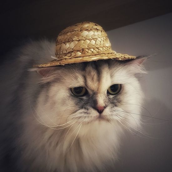 Portrait of cat wearing hat