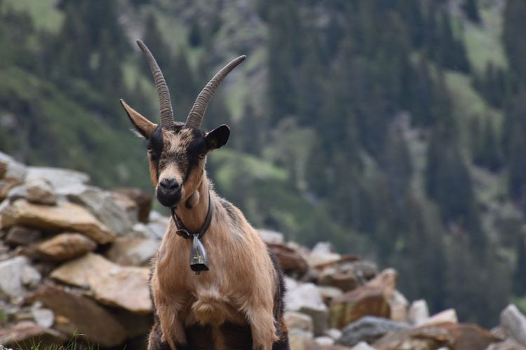 Front view of goat on rocky mountain