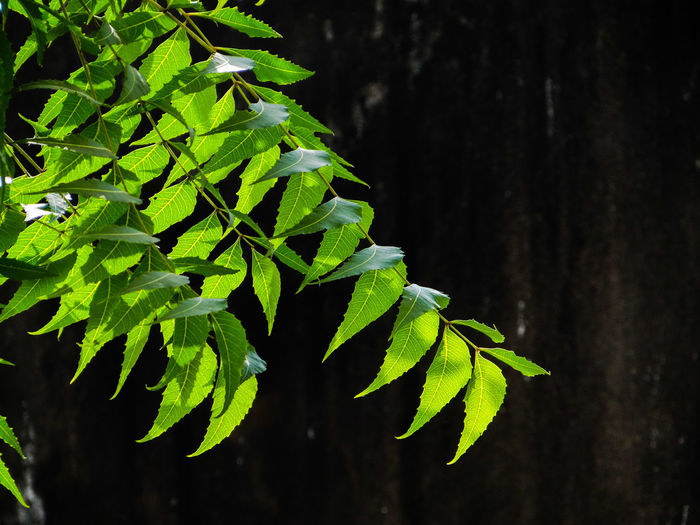 Close-up of fresh green neem leaves