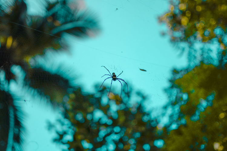 Close-up of spider on glass against blurred background