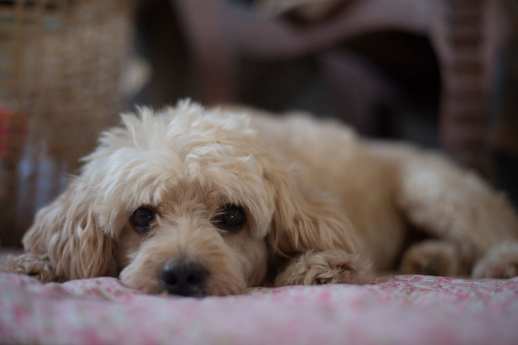 Close-up portrait of a dog resting