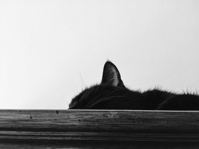 Cropped image of cat against white background