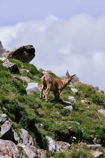 Low angle view of animal on rock against sky