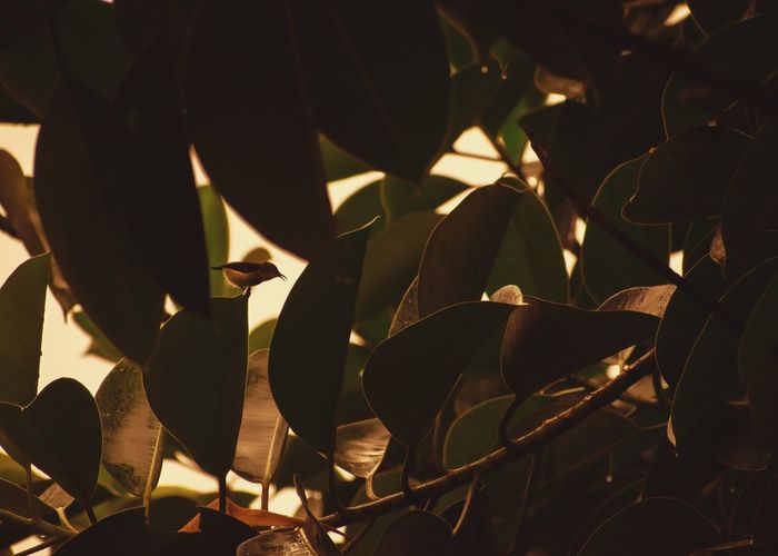 Bird and leaves