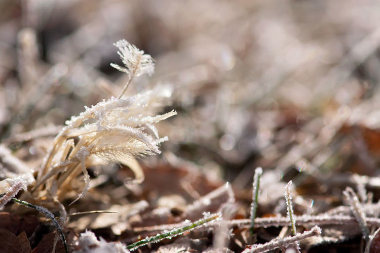 Close-up of dry plant on field during winter