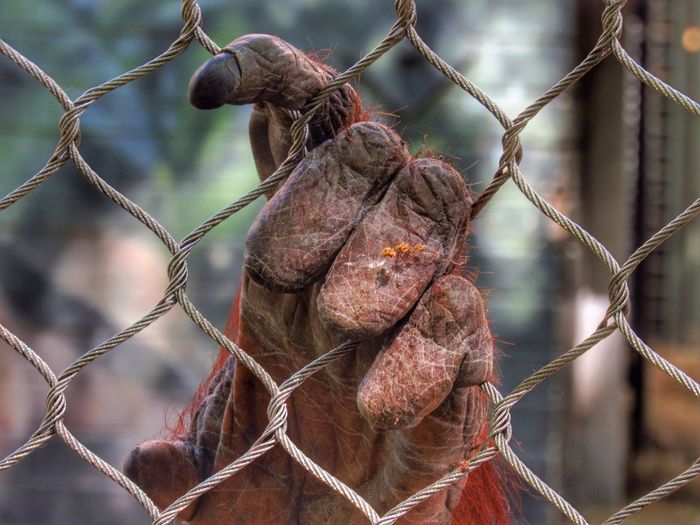 Close-up of monkey on chainlink fence