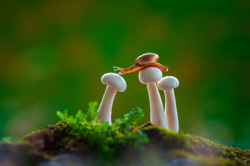 Close-up of mushroom growing on field