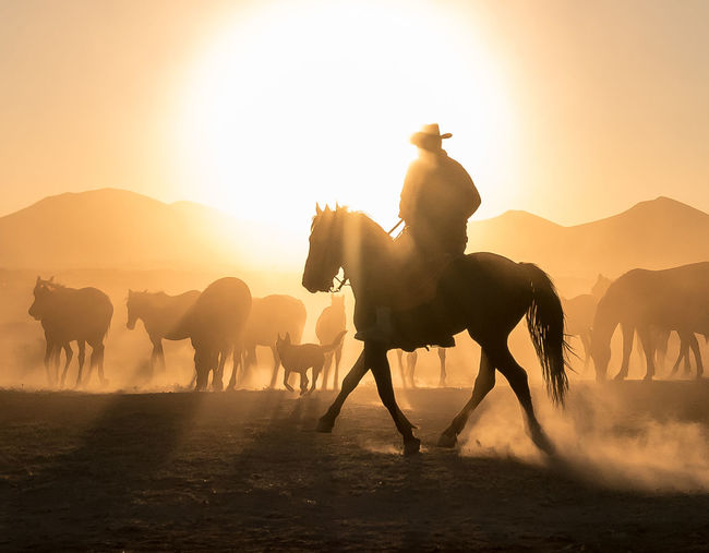 Silhouette man riding horses on land against sky during sunset