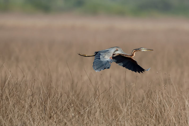 Heron flying over dried plant on field