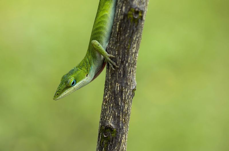 Close-up of anole lizard on plant