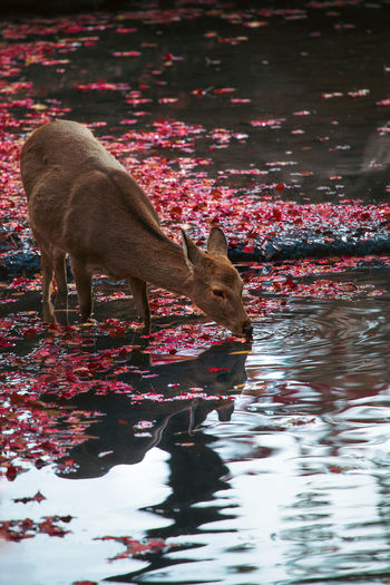 Deer in a lake