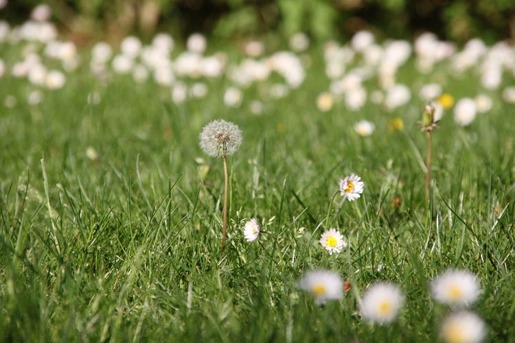 Close-up of white dandelion flowers growing in field