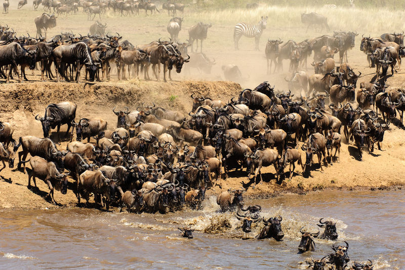 High angle view of wildebeests in river