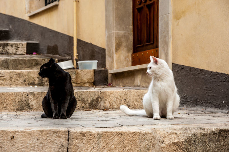 Cats in front of built structure