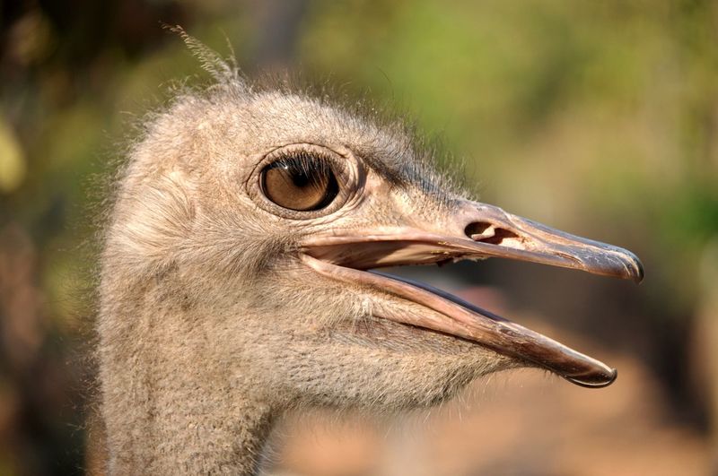 The head and neck of both male and female ostriches is nearly bare, with a thin layer of down.