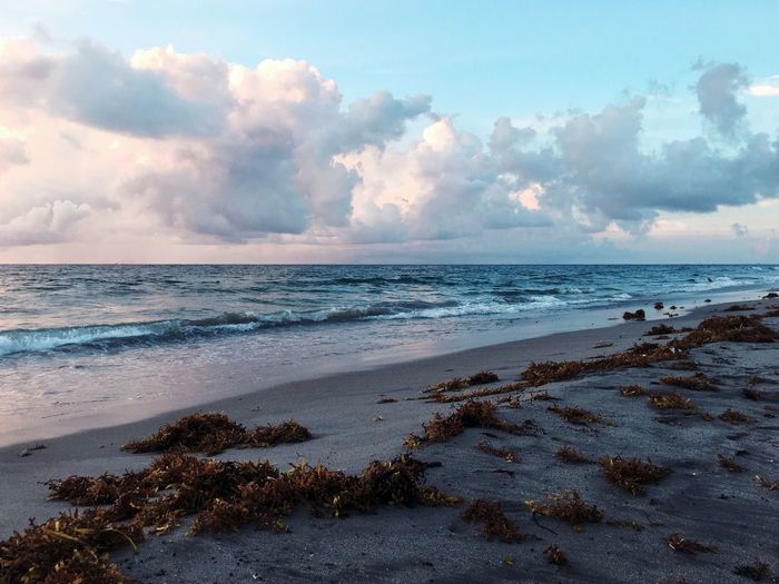 Seaweeds on beach