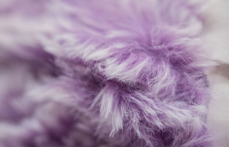 Full frame shot of purple flower