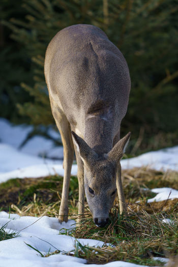 Close-up of deer grazing on field