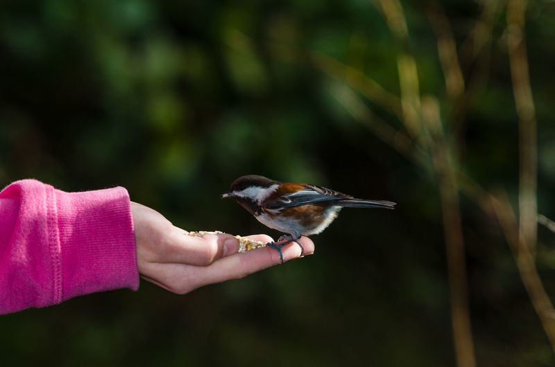 Cropped image of hand feeding sparrow