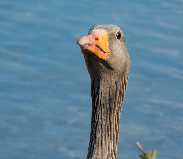 Close-up of a bird against lake