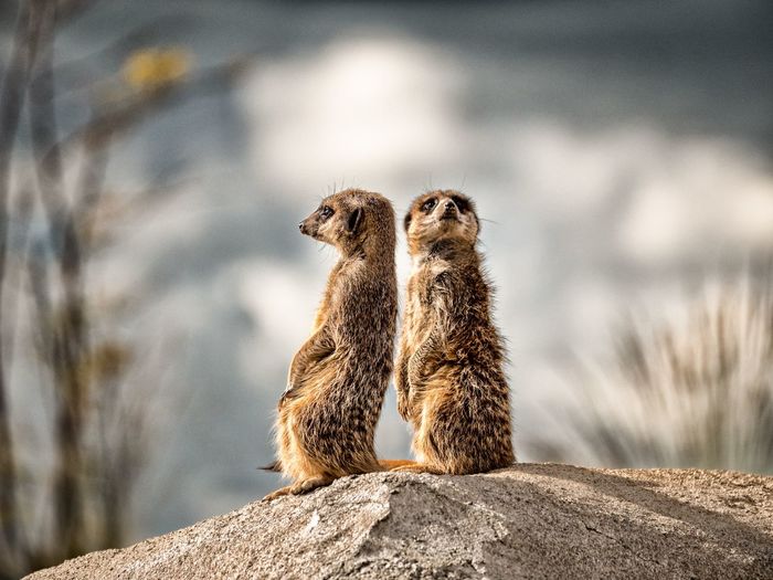 Close-up of meerkats standing on rock