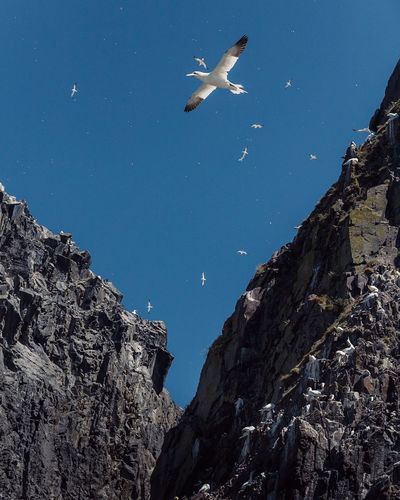 Low angle view of seagulls flying over rocks