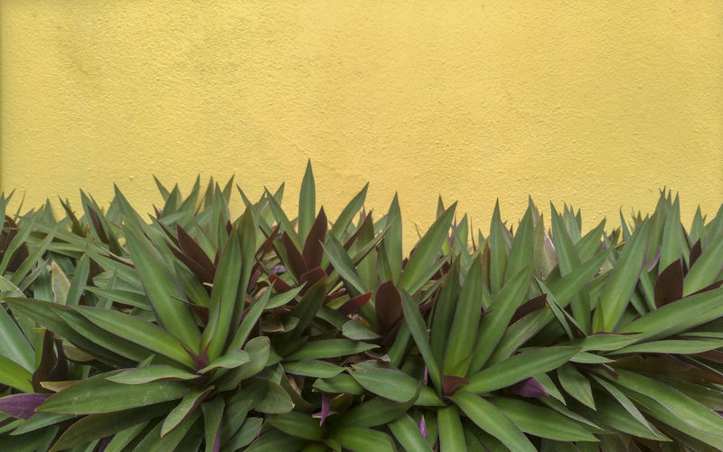 Close-up of succulent plant against wall
