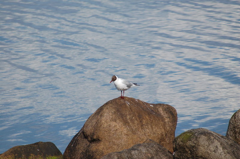 Black-headed gull on rock formation against sea