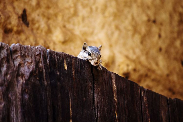 Squirrel on the gate 