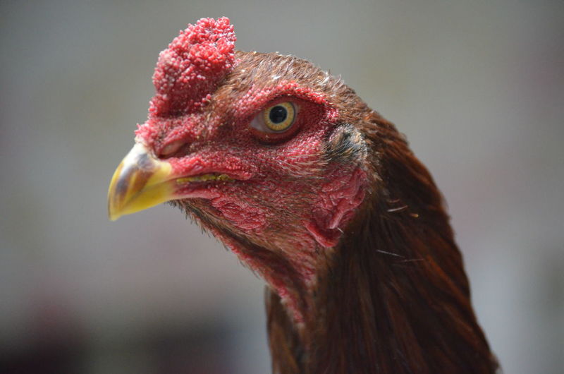 Close-up of a indian rooster