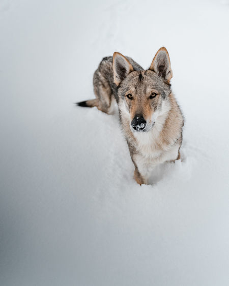 Portrait of a dog on snow