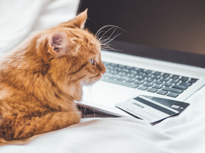 Cute ginger cat in bed with laptop and credit cards for cashless payment. online internet order 