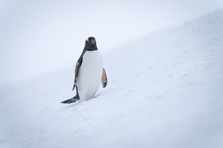 Gentoo penguin on snowy slope watching camera