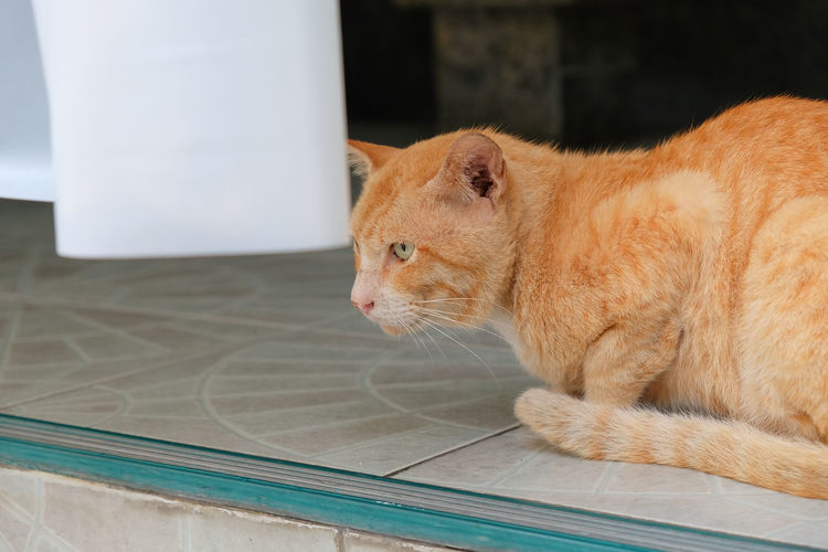 Thai domestic cat sit on cement floor