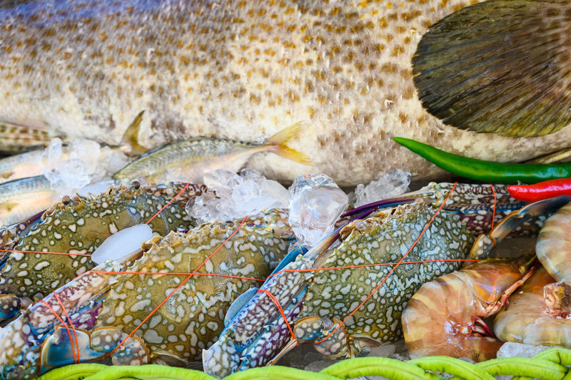 Close-up of fish in sea