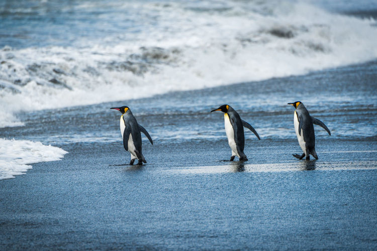 Three king penguins walking on wet beach