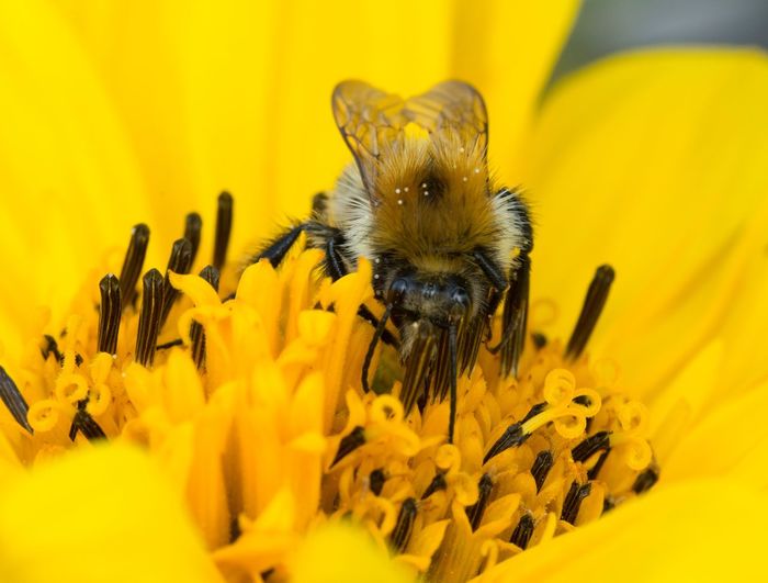 Close-up of bee on yellow flower
