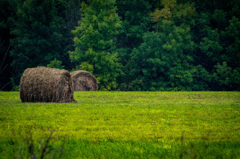 Hay bales on field in forest