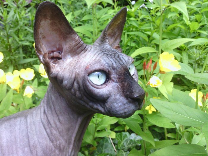 Close-up of sphynx hairless cat by plants on field