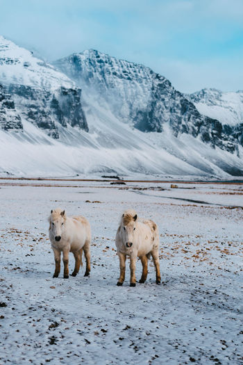 Horses on snowcapped mountain against sky