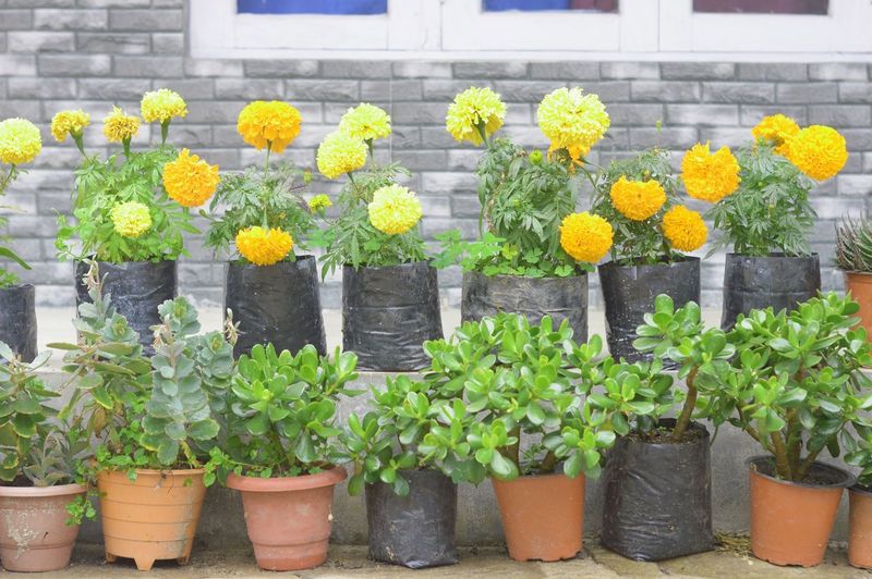 plant