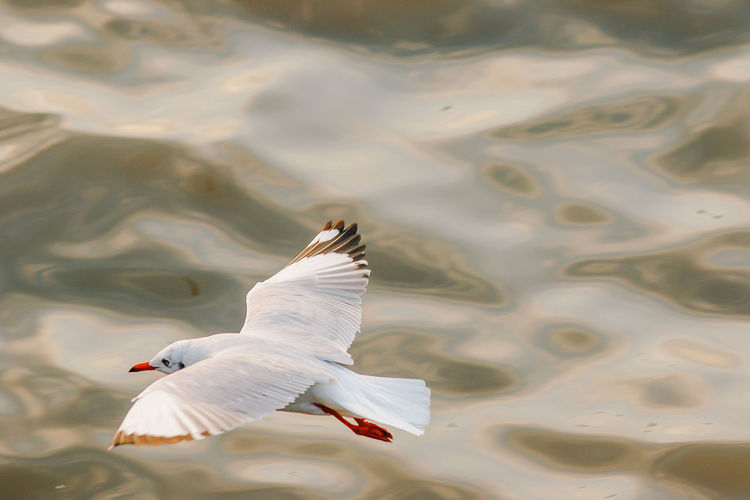 View of seagull flying over lake