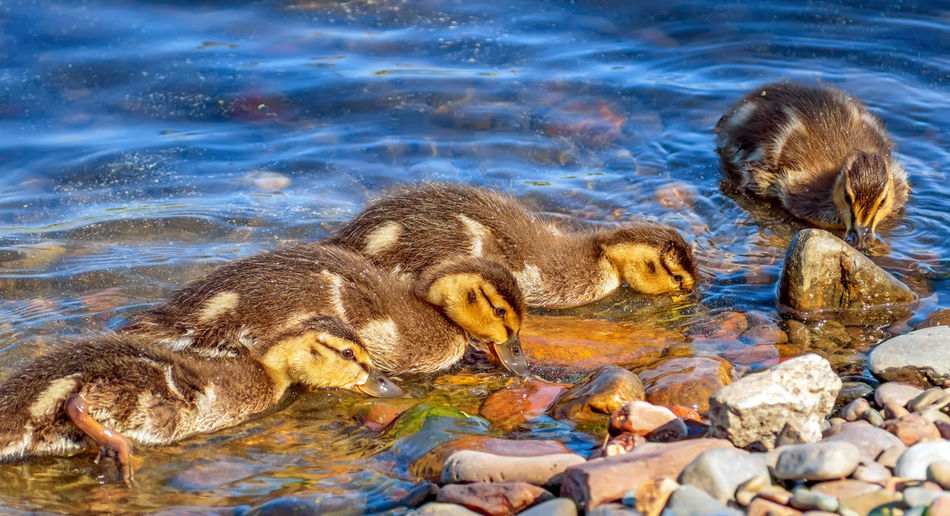 Duck swimming in lake
